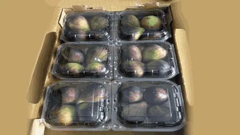 PRIME Punnets For Fig Season