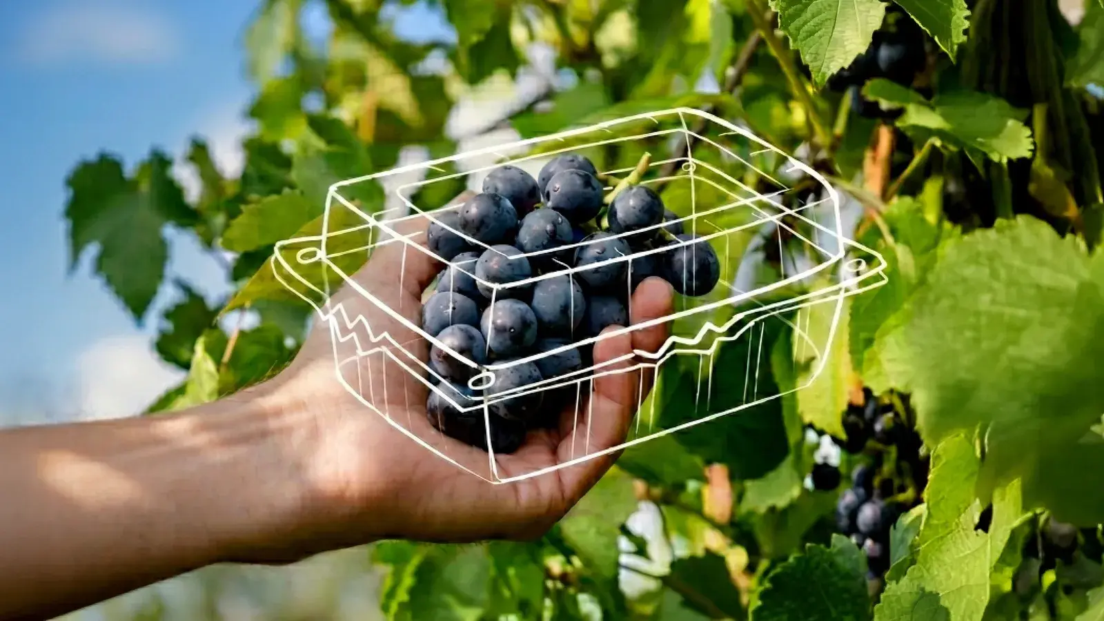 Grapes in an AVI clamshell pack, hand-held in a vineyard.