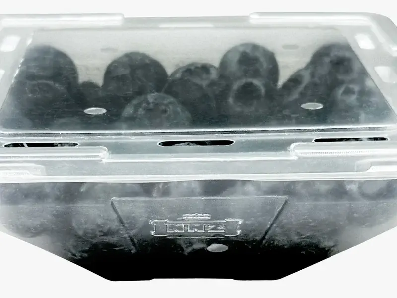 Q-Bic 1 Pint punnet, filled with blueberries.